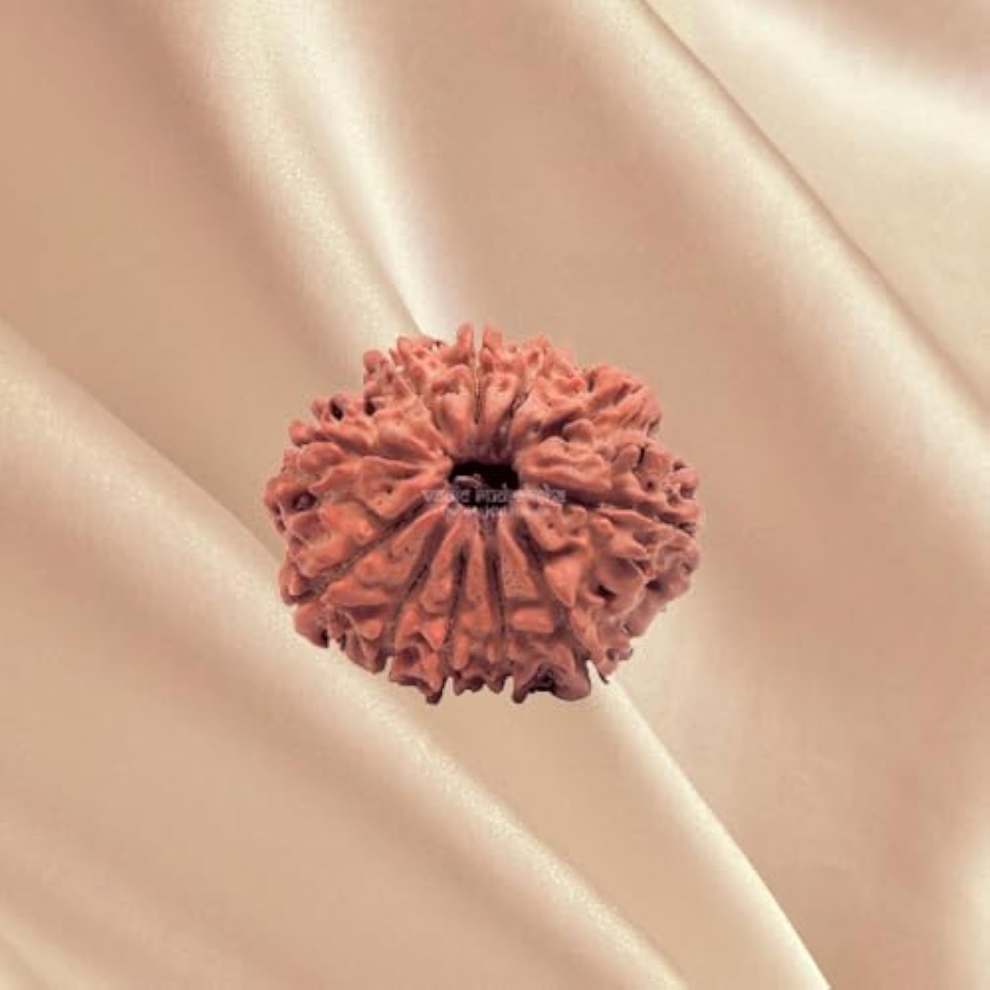 11 Mukhi Nepal Rudraksha, Lab Certified