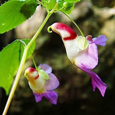 100pcs Mixed Parrot Orchid Flower Seeds