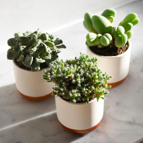 Lithops 'Gem Stones Collection' – Living Stones Succulent Houseplant Seeds, Easy-to-Grow Indoor Succulents, Multi-Coloured, Low-Maintenance, Daisy-Like Flowers, 1 x Packet 10 Seeds, by Suttons