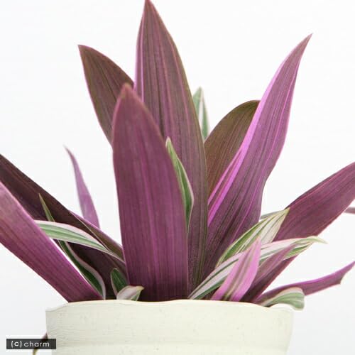 Amazon｜（観葉植物）ムラサキオモト 3．5号（1ポット）オーロラ