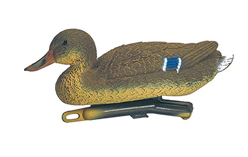 Europ Arm Appelant Canard Colvert Femelle