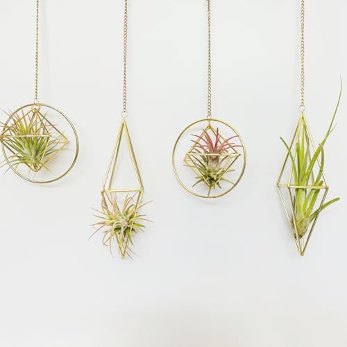 Geometric Hanging Air Plant Holder Unique Tillandsia Air Plant Hanger for Home Décor airplant Plant Lover Gifts for Women, Gold Hanging Planters for Indoor Plants, Moon Inspired Wall Décor (4Pcs)