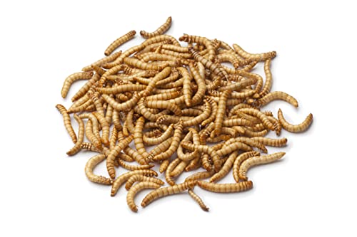 Livefoods4u Live Mealworm 250g Bag (20-30mm) - Live Food for Reptiles & Garden Birds - Regular Mealworm - Image 4
