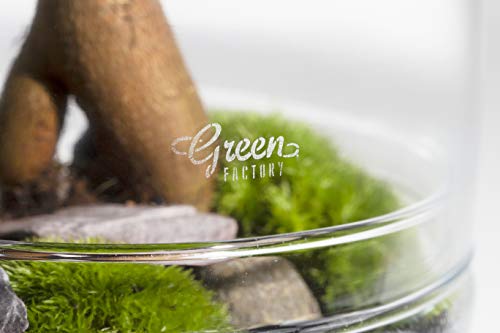 GREEN FACTORY Jurassic Lab terrarium groot - Afbeelding 3