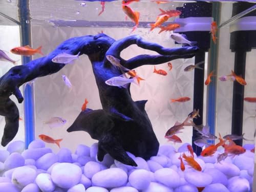 Image of Pebbles Stones for Plants Pots, Decorative Garden and Glass Pebbles, Table and Home Decor, Vase Fillers, Gravels Stone for Aquarium, Vase, Fountain Home Outdoor (White) (950 GM)