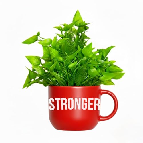 Image of Dekorly Colorful Wall-Mounted Mug Planters with Faux Greenery(20 CM)- Wall Decorative Pots for Vibrant Home & Office Decor| (3, Stronger Every Day)