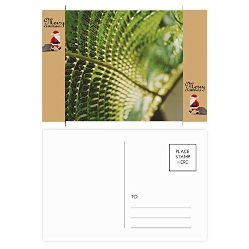 Cartes postales de remerciement motif feuilles lot de 20 pour correspondance