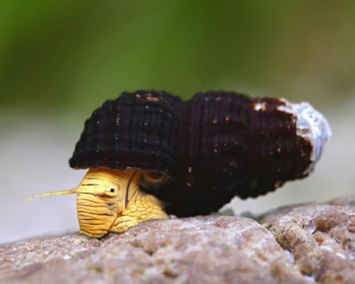 NatureHolic Yellow Mini Tylo Schnecken Tylomelania spec. 3 Stück - Aquarium Schnecken lebend - Kleine Algenfresser Schnecke für Becken ab 20l - Natürliche Aquarien Reinigung