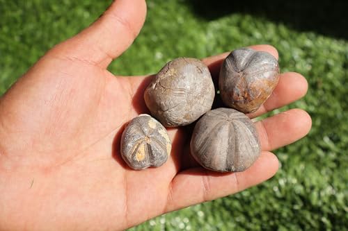 Image of Amazing Marine Fossil Collection: 4 Fossilized Sea Urchins and 6 Authentic Brachiopods, Perfect for Collectors and Natural Decor A169