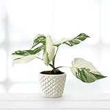 Leafmemoir
