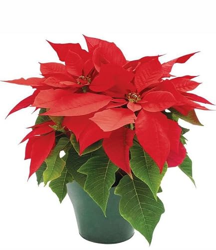 New Fresh 100pcs Red Poinsettia Plant Seeds.