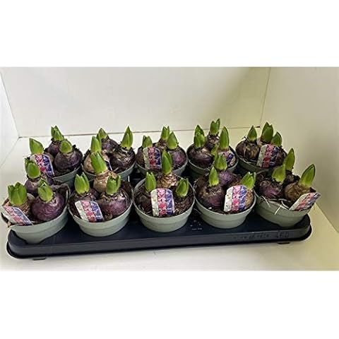 Hyacinth (3 Bulbs in a Pot) Multi - Colour 11cm Pot Size Cover