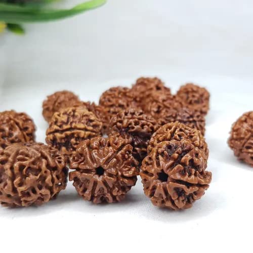Image of Vado Certified 6 Mukhi Nepali Rudraksha with Authentic Lab Certificate Natural Beads (6 Mukhi)