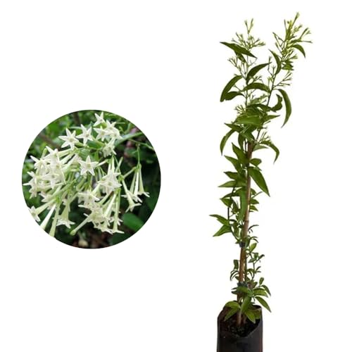 Genérico, Muda de Dama Da Noite 20 a 40cm AMK - Plantas Online