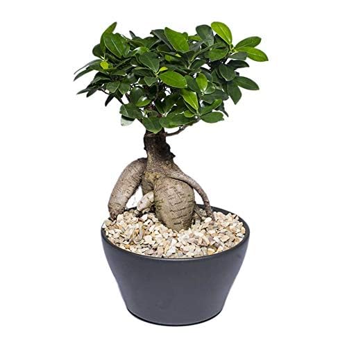 Healthy Vibe Bonsai Plants for Home Indoor Live - Ficus Bonsai Tree 5 Year Old - Indoor Bonsai Plants for Living Room, Office & Balcony Garden(Ficus Bonsai Plant)-image-14