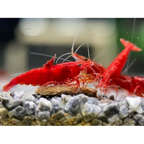 Las Vegas Exotic Fish™ 20 High Grade Fire Red Cherry Shrimps Neocaridina Live Freshwater Shrimp Aquarium Inverts (Live Guarantee or Replacemnt is free) FREE PLANT!