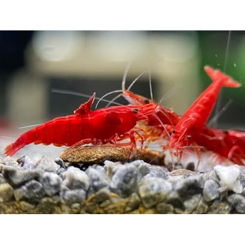 High Grade Fire Red Cherry Shrimps for Aquariums