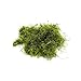 Java Moss - Vesicularia dubyana - Live aquarium plant