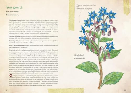 Erbe Selvatiche. Riconoscimento. Raccolta. Usi Gastronomici - 6