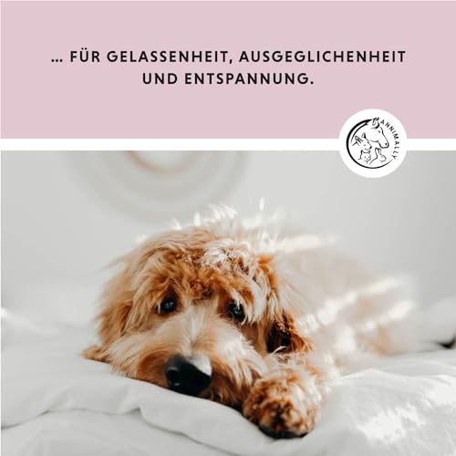 Annimally Hunde Relax Tabletten - Wohlfühl Tabletten für Hunde mit Baldrian, Johanneskraut, L-Tryptophan, 250 XL²-Tabletten bei Angst, Stress & für Reise - hohe Akzeptanz