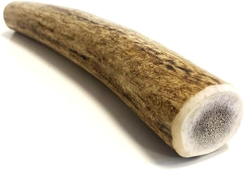 * New * Antler Dog Chews Medium x 2 (Weight - Medium 75-149g), (Size May Vary) Premium Quality Natural Dog Chew Treat Hypo-Allergenic Dog Chew SHC