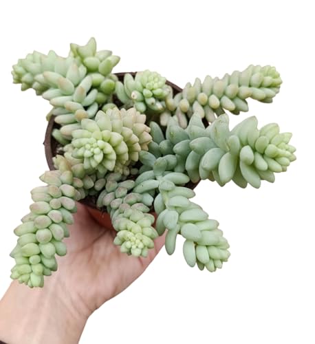 pianta vera di sedum burrito pianta grassa pendente succulente crassula