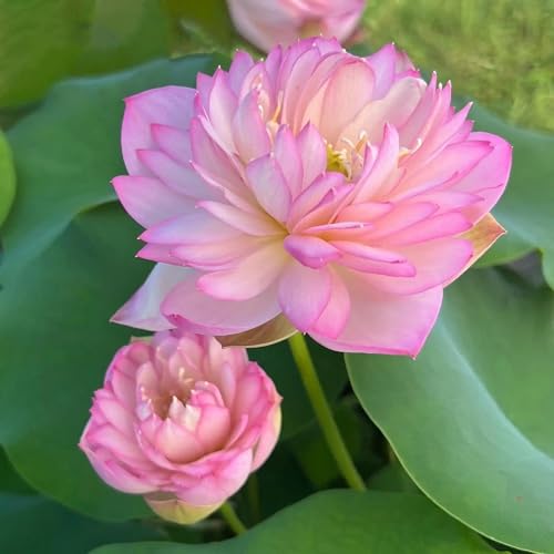 Image of Very Beautiful Rear All Season Pink Cloud Water Lotus(Pack Of-2) /Water Kamal /Water Lily Plant (TUBER) Original Hybrid Veriety Blloming With In 30 Days For Live Plant.