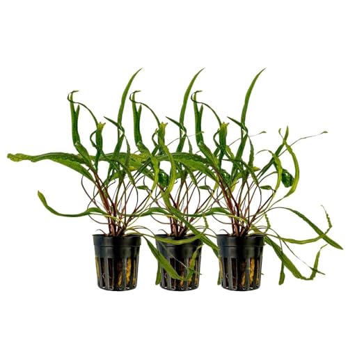 AquaOne Aquarium Pflanze 3 Stück Cryptocoryne balansae I Wasserpflanze Aquariumpflanze Rosette voll durchwurzelt einfach pflegeleicht Aquascaping Dekoration