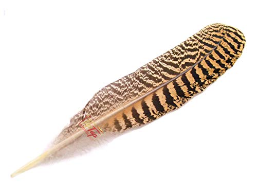 Image of Natural Striped Turkey Feathers (10 Pieces) (8-9 Inch)