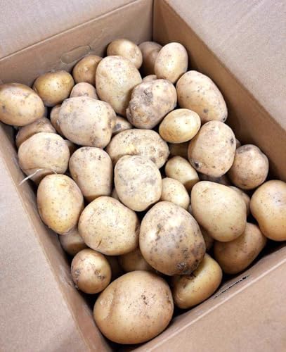 �y���_��z����̐V���Ⴊ�� �i�j�V���^�J�j�iS�`2L���j��10kg���y�①�z