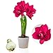 Amaryllis Zwiebel Double Pink - 1 Blumenzwiebel in Großformat 26/30 - Exklusive Blumenzwiebeln Amarillis - Echte Pflanzen aus Holland - Hippeastrum Zwiebeln (keine Samen, Wachs und nicht künstlich)