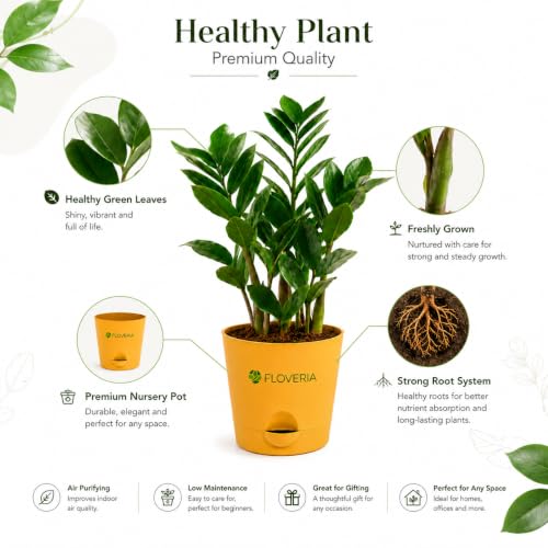Image of Zamia ZZ Plant Indoor Live Plant with Pot | Low Maintenance Air Purifying House Plant | Indoor Plants for Home & Office | Lucky Green Plant | Decorative Live Plant