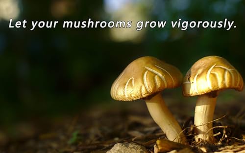 Image of Mushroom Growing Supplies 0.25 μm - 32Pcs 20mm & 18Pcs 68mm Filter Filter Disc Mushroom,Membrane Filter Sticker, Mycology Supplies,Applied Under Wide Mouth Jar Lid for Mushroom Cultivation