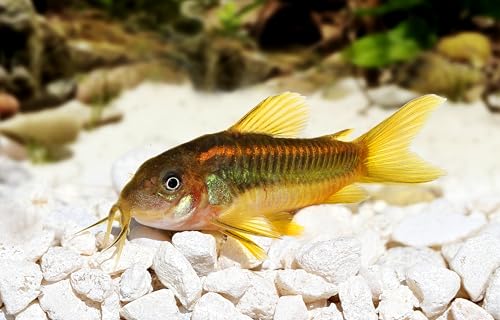 Swimming Creatures 2 Gold Laser Cory (Corydoras aeneus) Freshwater Aquarium Catfish Live