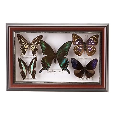 Natural Taxidermy,taxidermy Photo Frame Ornaments,exquisite Butterfly Taxidermy Ornaments,natural Museum Taxidermy Exhibits,crafts,home Decorations,gifts,collectibles,souvenirs,birthday Gifts Cover