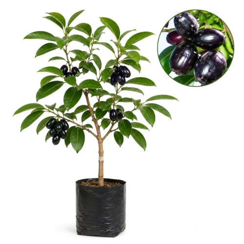 Image of Hybrid KG10 Thai King Size Jamun Plant Pack of 1 | Kg 10 Jumbo Jam Grafted Live Plant, Thai Variety Black Jamun Fruit Tree for Home Garden Planting | KJ4