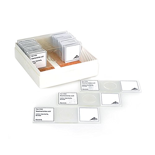 Image of Lieder W5BA143D Escherichia Coli Slide,Grade: 1 to 12, 1.1200000000000001 inch Height, 3.25 inch Wide, 3.75 inch Length