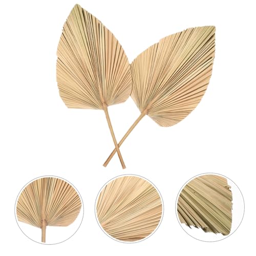 Palmier séché pour vase : décoration durable sans entretien - 5