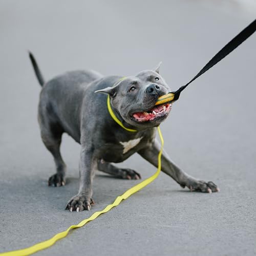 Dingo Spielzeug mit Ring # 10 cm Griff Bungee 65 cm Hundespielzeug Spielen mit Hund Training Apporte 15674