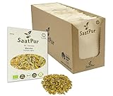 SaatPur