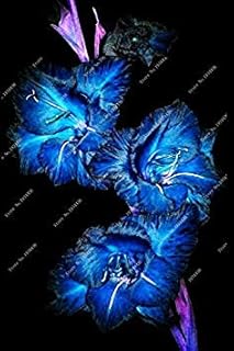 RIC 2 pcs Gladiolo Bulbs, Gladiolo Fiore (Non Gladiolo Semi) Bel Flower Light Bulbs symbolizes Nostalgia, Garden House Bonsai 6: Only Seeds