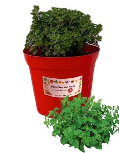 P. Piantine da Orto | Maggiorana, Pianta in Vaso Diametro 14 cm, Pianta Pronta per il Trapianto, Pianta Vera da Esterno, Piantina Aromatica per Balcone o Terrazzo, Vivaio Italiano