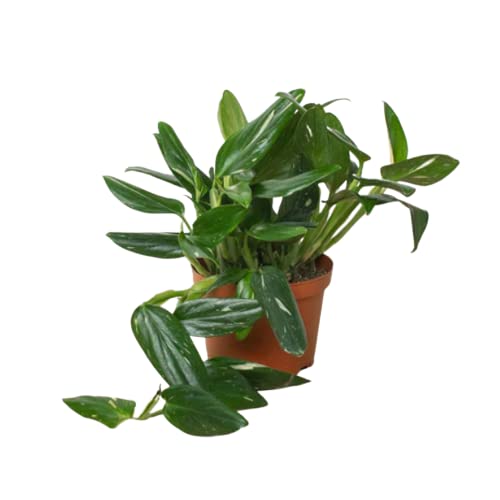 House Plant Shop Monstera Albo Variegated