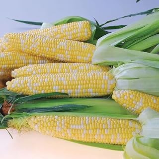 Peaches & Cream Hybrid Corn Garden Seeds 100PCS Non-GMO Vegetable Gardening Seeds - Yellow & White Sweet (SE) Corn Elwyn