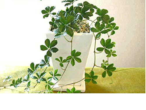 白い鉢に入った観葉植物