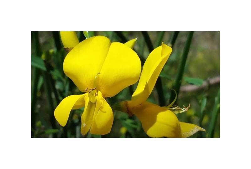 Abbiamo tutto quello che ti serve per rendere unico il tuo giardino o la tua zona living. Ti auguriamo tanto successo con la semina e non vediamo l'ora di vedere i nuovi fiori con te.