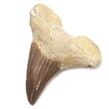denti affilati squali  CrystalAge Otodus - Dente di squalo fossilizzato, extra large