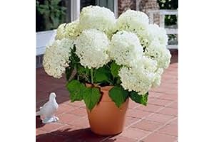 White Annabelle Hydrangeas: A Flourishing Symphony of Snow-White Blooms