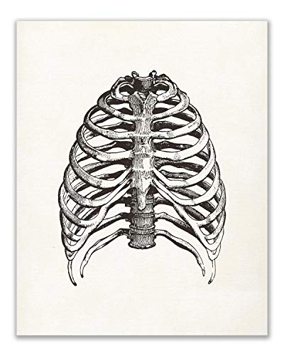 Vintage Human Anatomy Prints Set Of 6 (8 Inches X 10 Inches) Wall Decor Matte Photos #TOP5