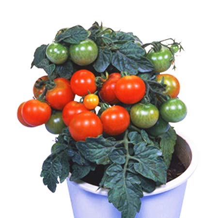 Amazon 観賞 鉢栽培専用 ミニトマト レジナ 12cmポット実生苗 鉢